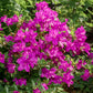 Azalea japonica 'Blue Danube' 9cm / 2L