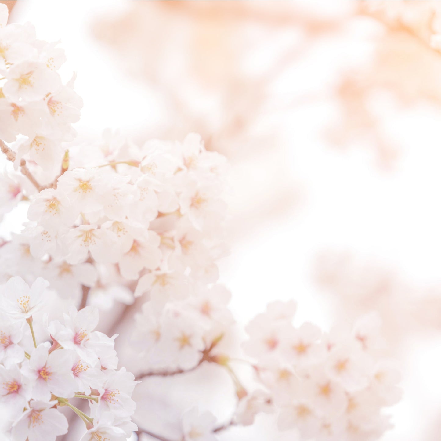 Ornamental Flowering Cherry Blossom Dwarf Tree -  Nipponica  ‘Brilliant' (2 Sizes Available)