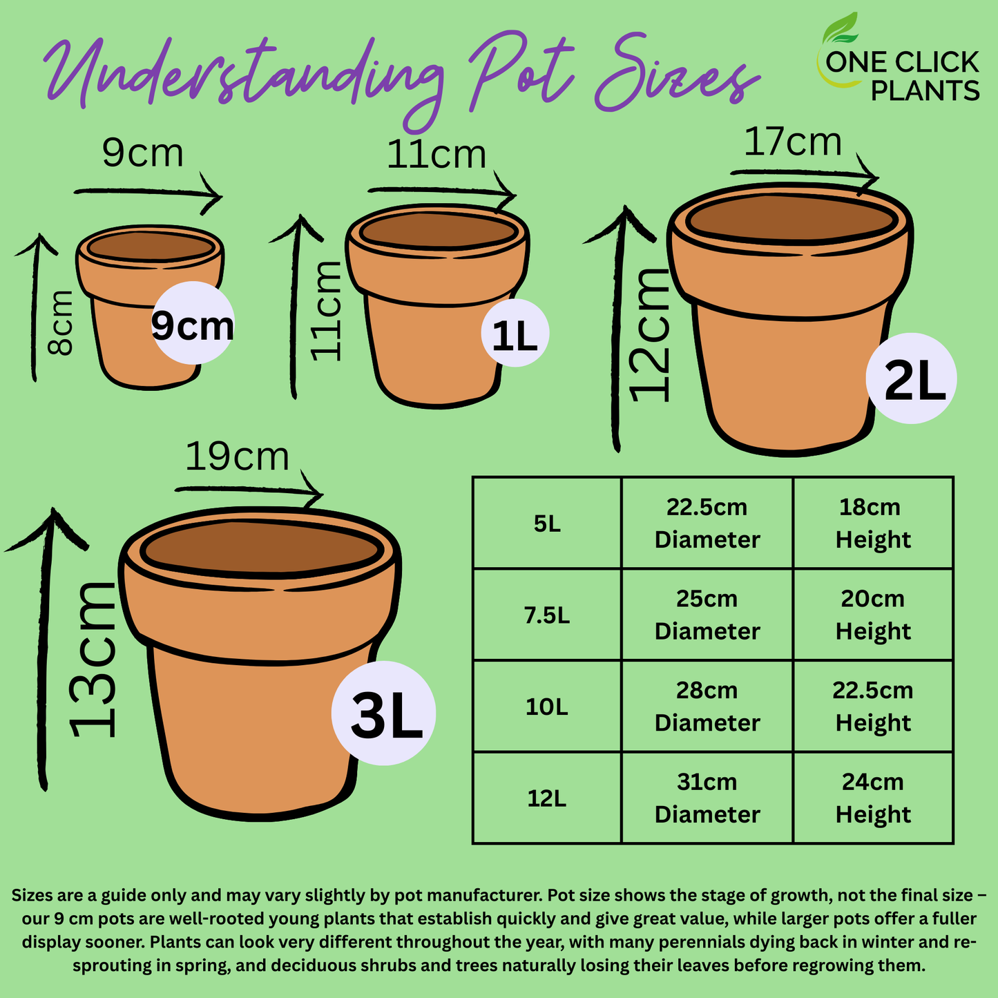Delosperma 9cm (Our Choice)