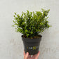 Ilex crenata Dark Green 9cm / 1L