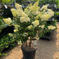 Hydrangea paniculata 'Vanille Fraise' 9cm / 2L / 3L