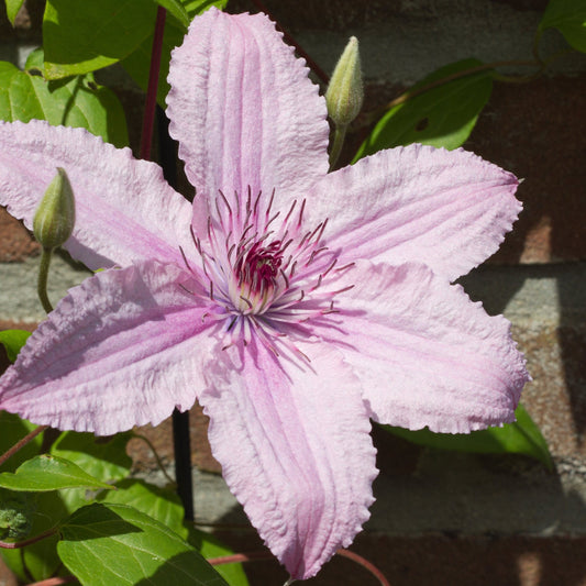 Clematis 'Hagley Hybrid' 60cm