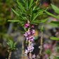 Daphne mezereum Rubra 5L (70-80cm)