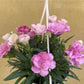 Dianthus - I Love You 10.5cm / 2L