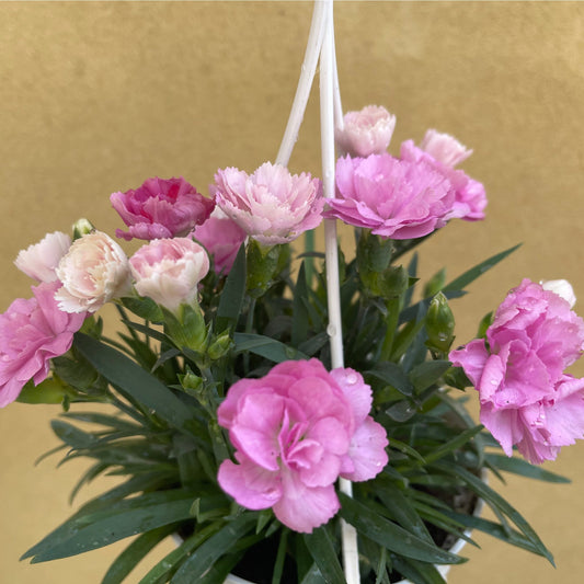 Dianthus - I Love You 10.5cm / 2L