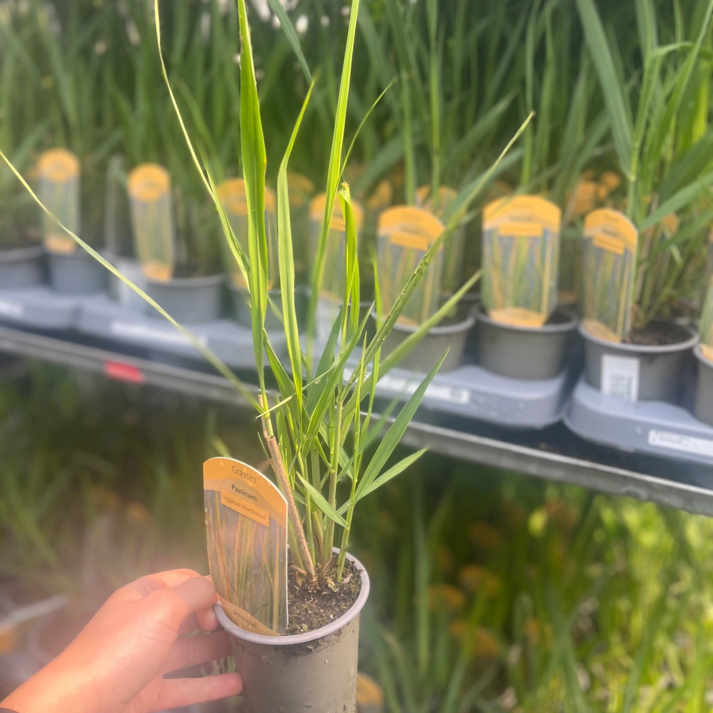 Panicum virigatum Northwind 9cm / 2L / 12L