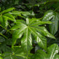 Fatsia japonica 5L 70-80cm
