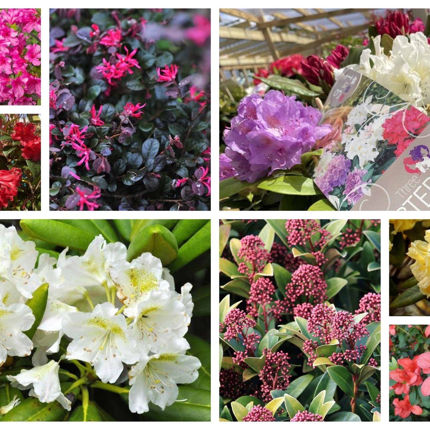 Flowering Evergreen Shrub Bundle (8 Shrubs)