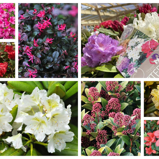Flowering Evergreen Shrub Bundle (8 Shrubs)