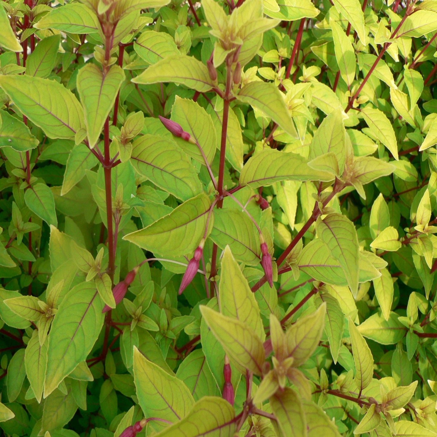 Hardy Fuchsia 'Genii' 9cm / 2L