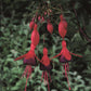 Hardy Fuchsia 'Mrs Popple' 9cm / 2L
