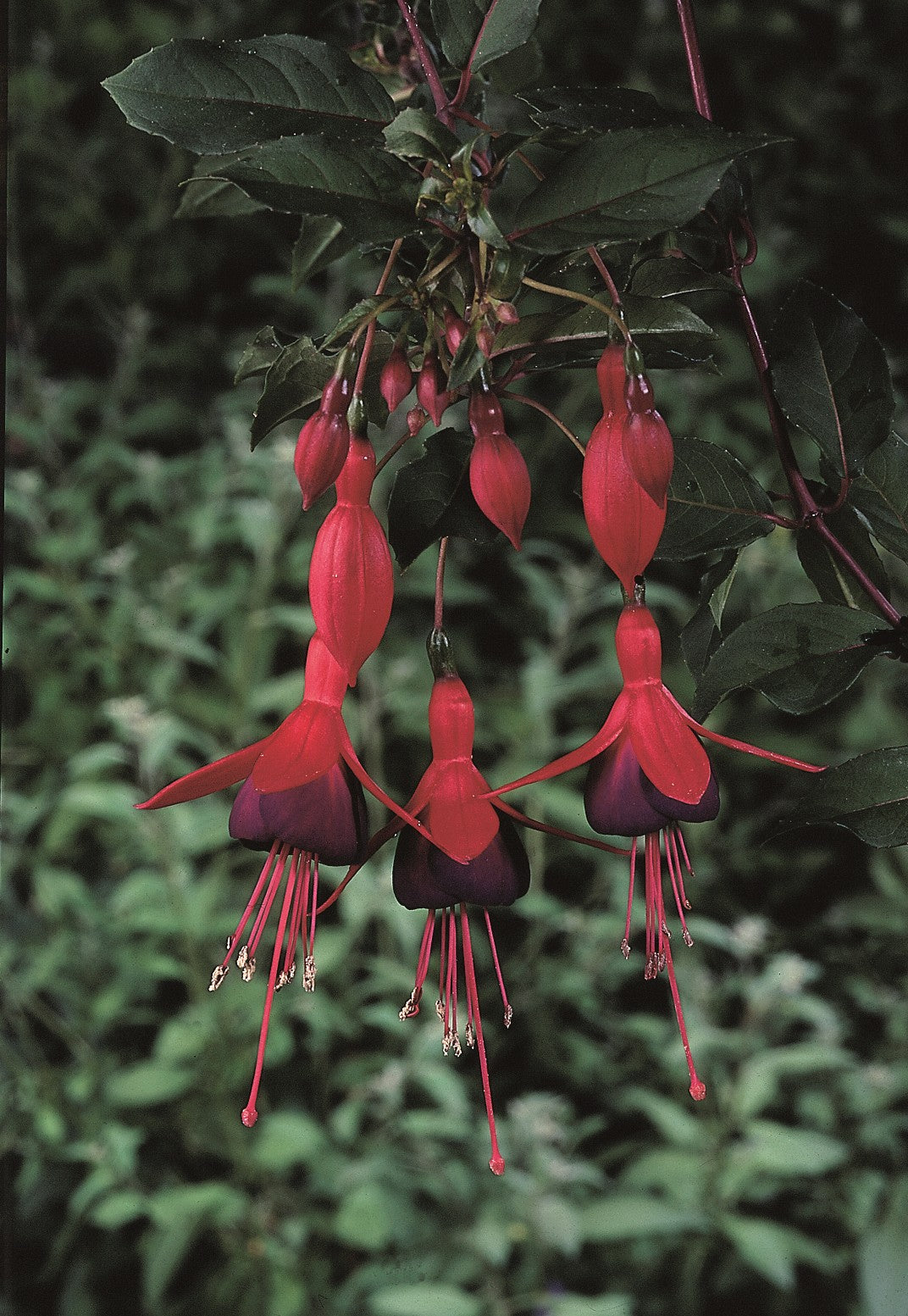 Hardy Fuchsia 'Mrs Popple' 9cm / 2L