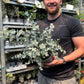 Eucalyptus 'Gunnii' | 2L / 5L Pot