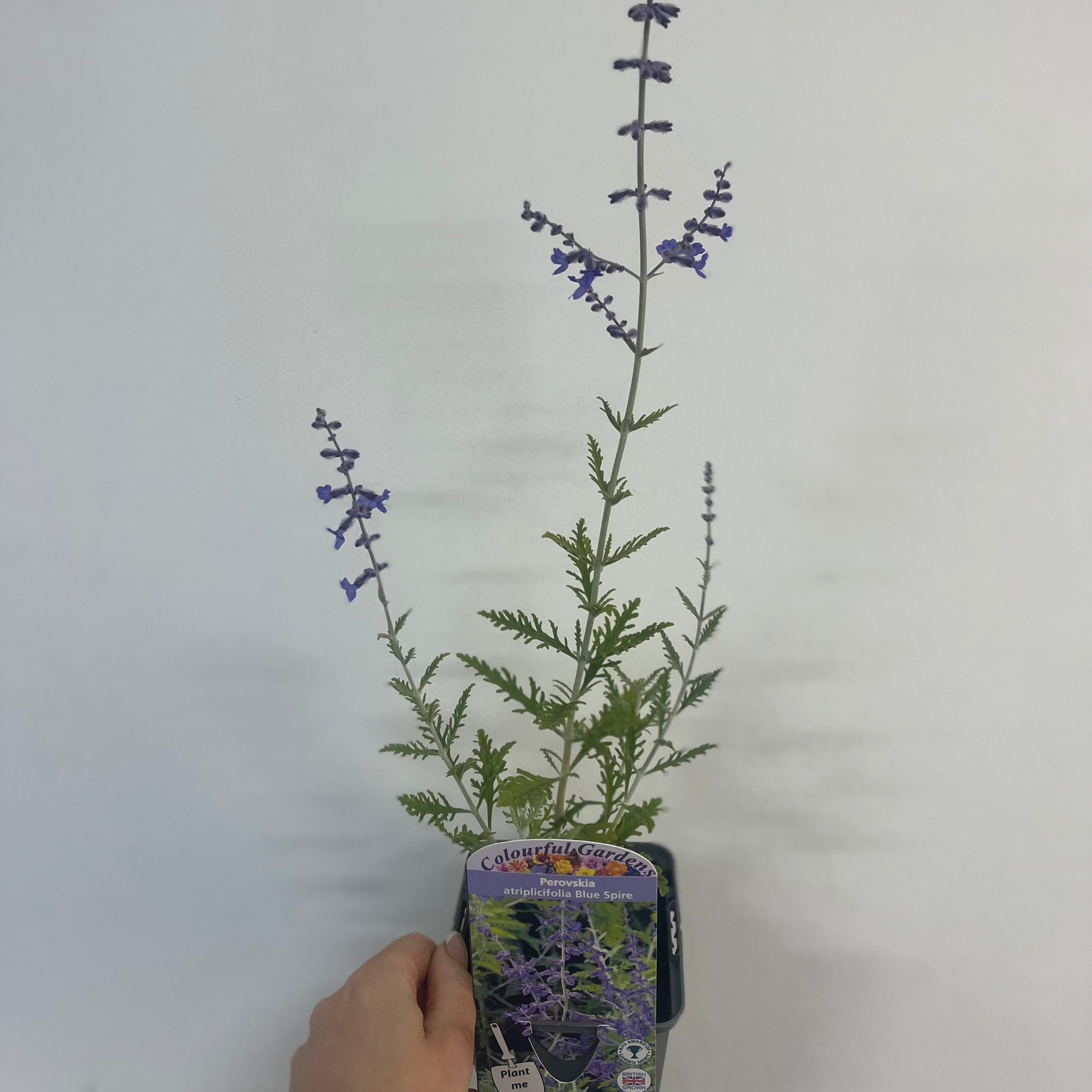 Perovskia 'Blue Spire' 9cm / 2L