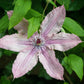 Clematis 'Hagley Hybrid' 60cm