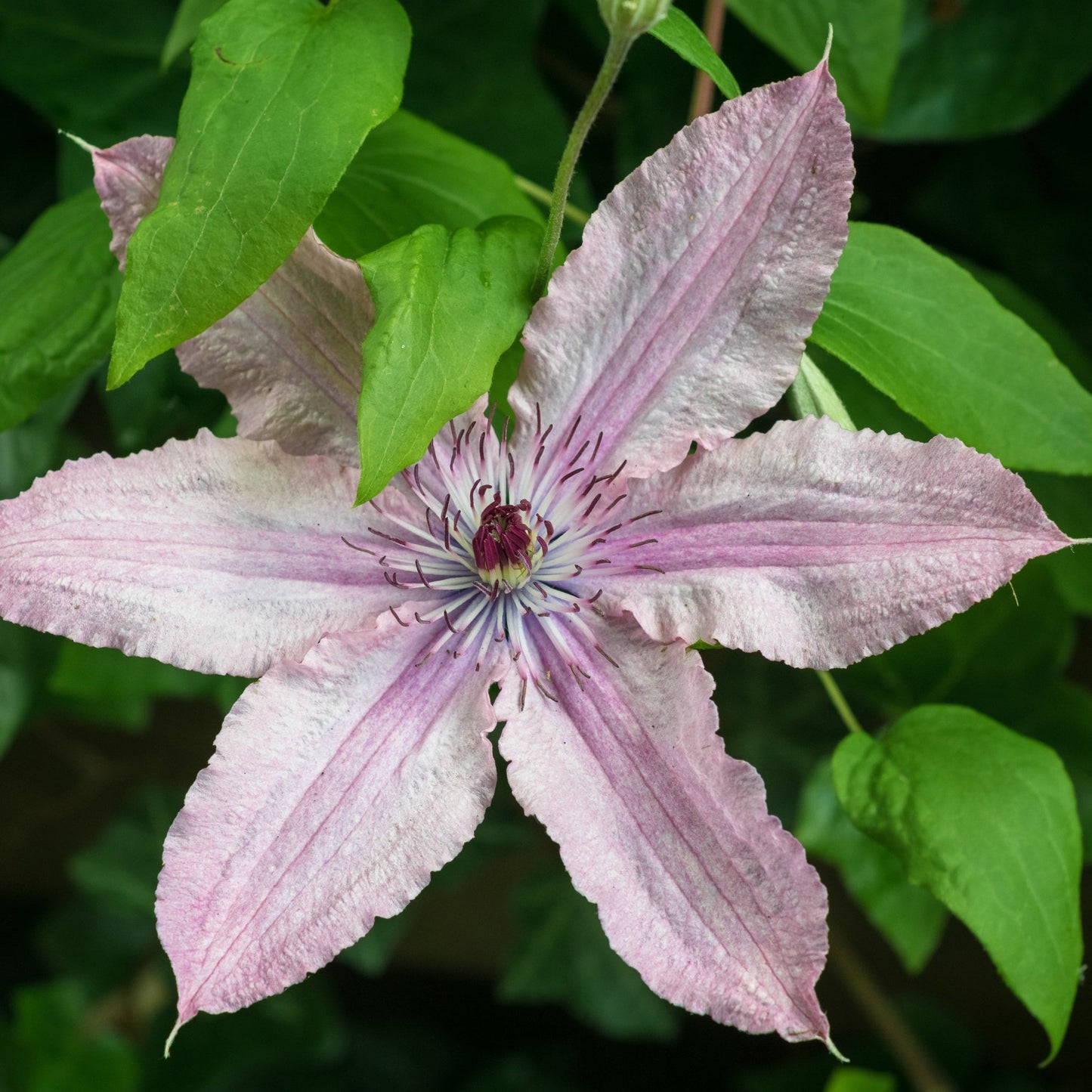 Clematis 'Hagley Hybrid' 60cm