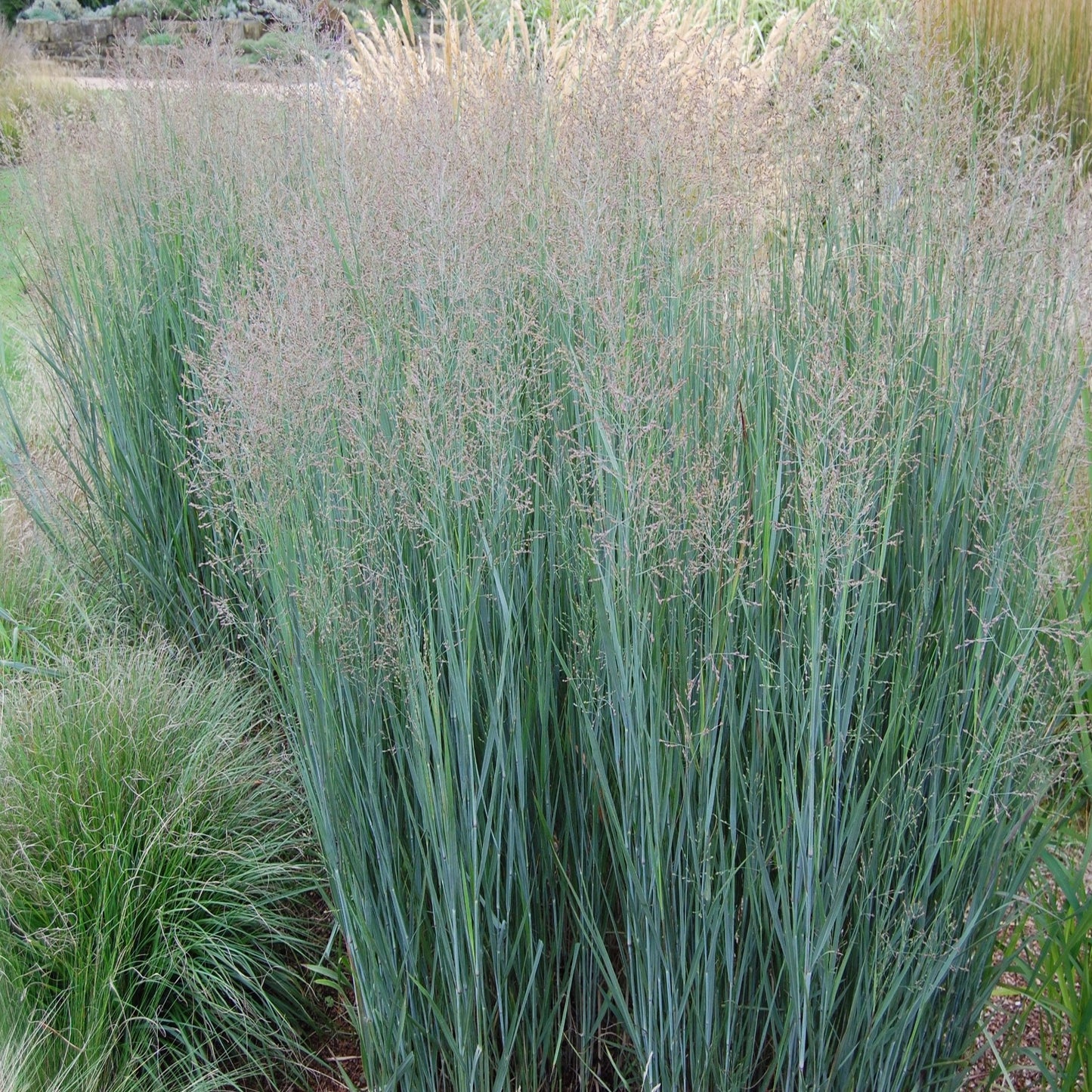Panicum virgatum 'Heavy Metal' 9cm