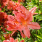 Azalea knaphill 'Hotspur Red' 2L / 5L