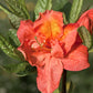 Azalea knaphill 'Hotspur Red' 2L / 5L