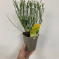 3 x Cytisus 2L