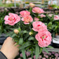 Dianthus Red Star (9cm growers pot)