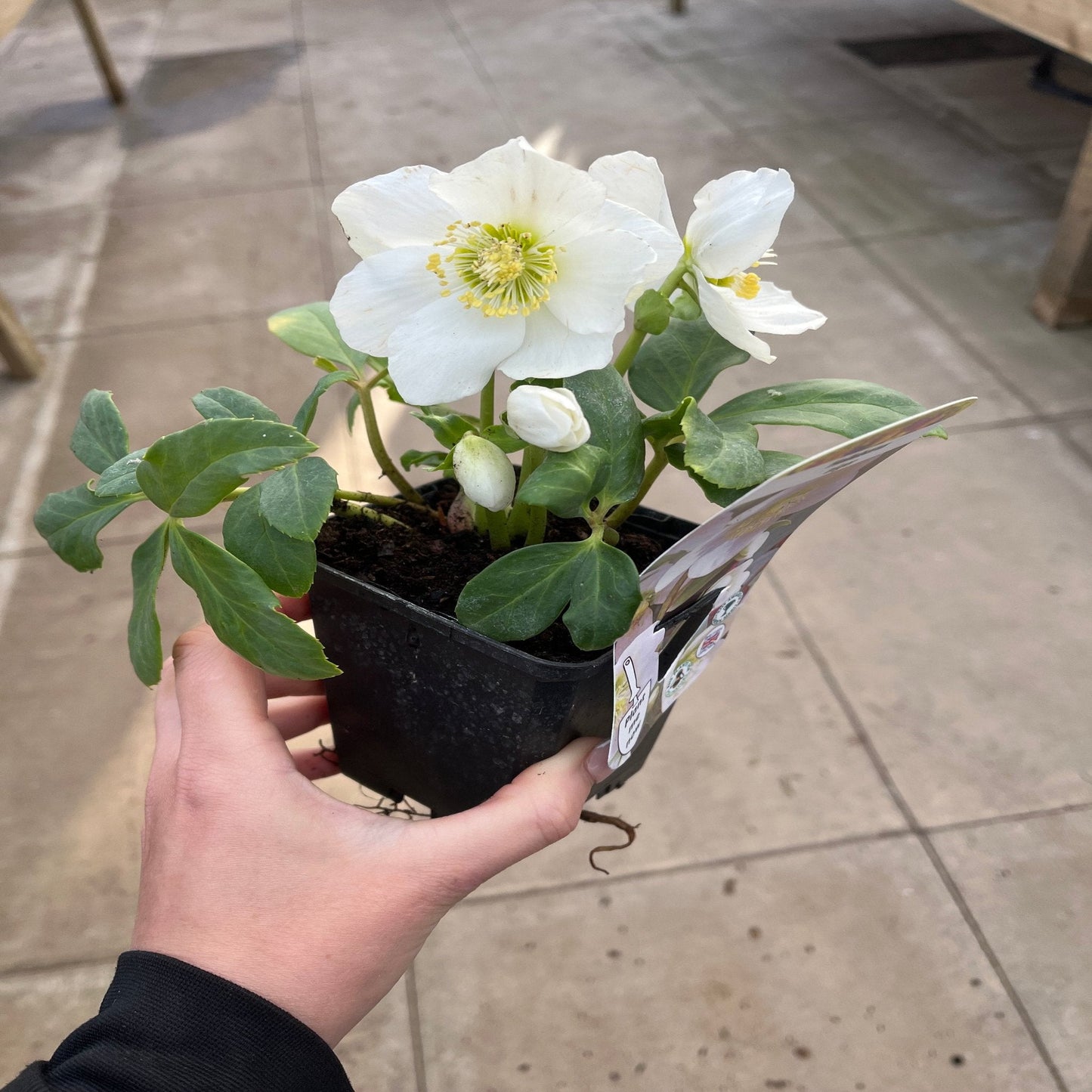 Helleborus nyger 'Christmas Carol' | Christmas Rose | Hellebore | 9cm-2L Available