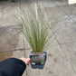 Stipa tenuissima 'Ponytails' 9cm/3L