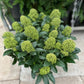 Skimmia japonica 'Fragrant Cloud' 9cm/2L/5L