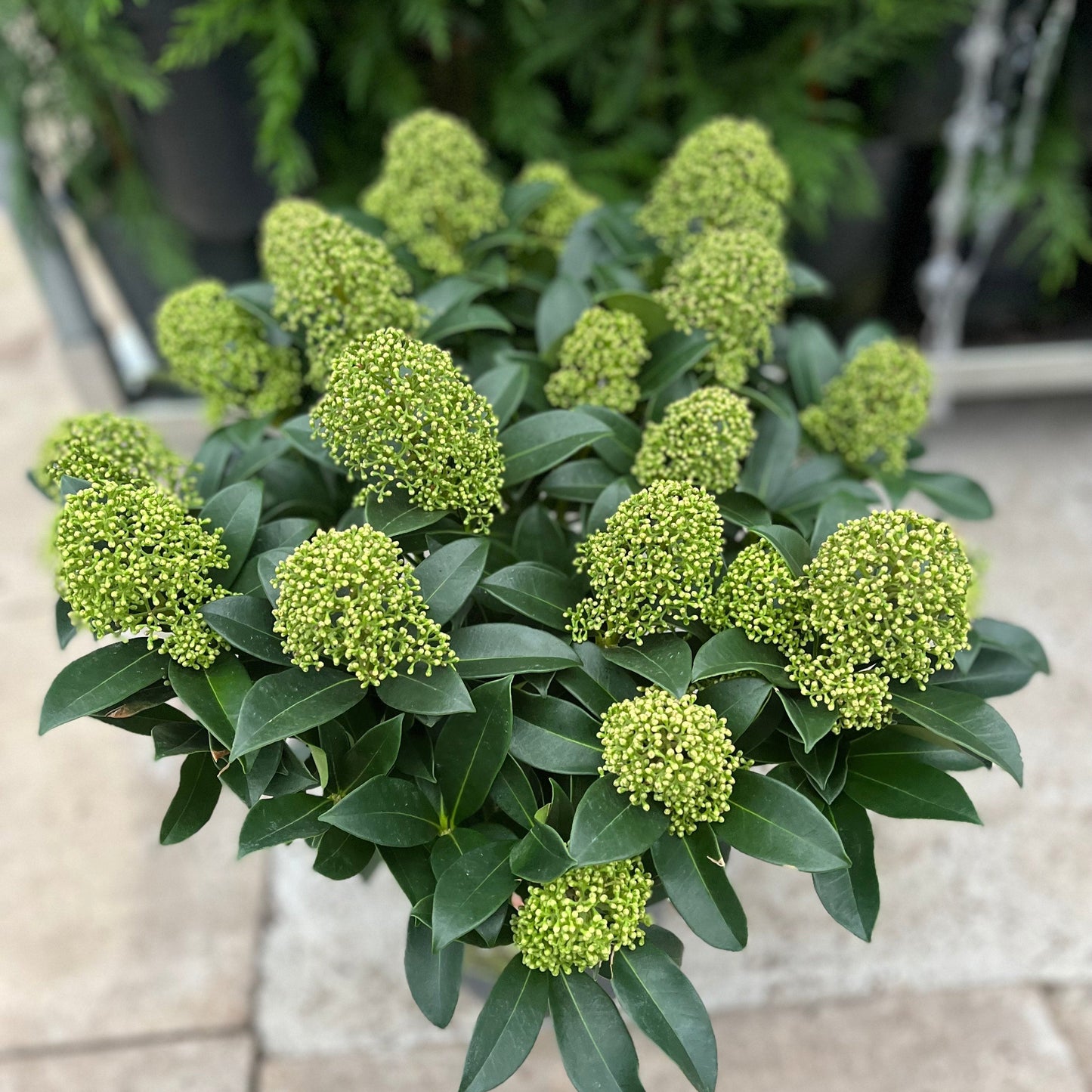 Skimmia japonica 'Fragrant Cloud' 9cm/2L/5L