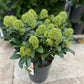 Skimmia japonica 'Fragrant Cloud' 9cm/2L/5L