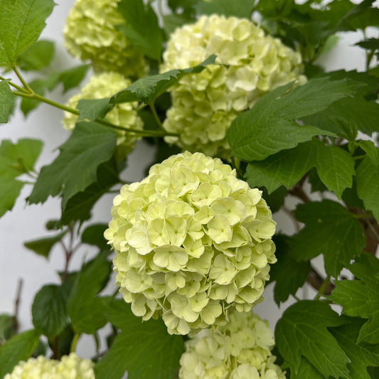 Snowball tree | Standard Viburnum opulus 'Roseum' | 1.8-2m