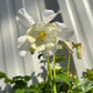 Aquilegia 'Spring Magic White' 9cm