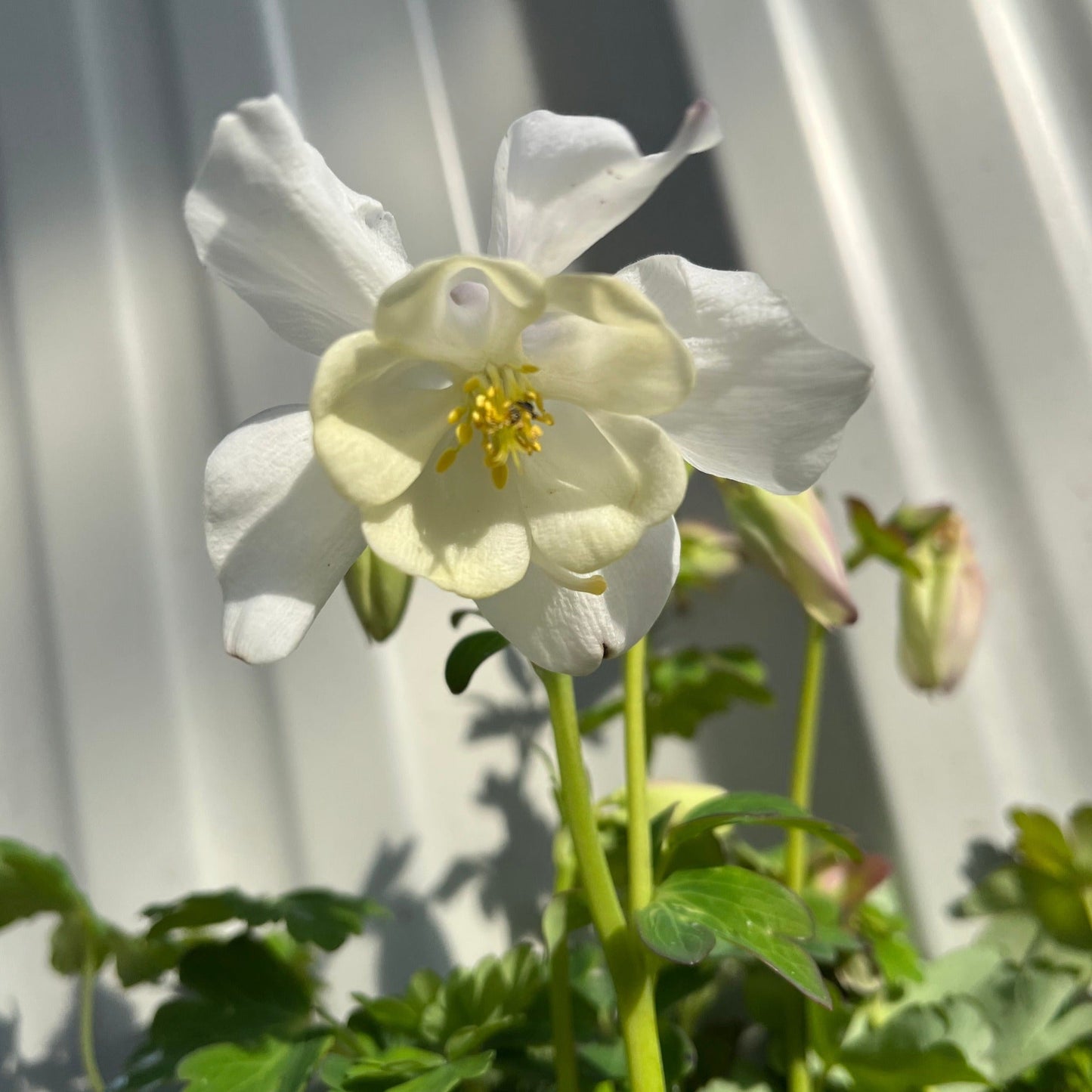 Aquilegia 'Spring Magic White' 9cm