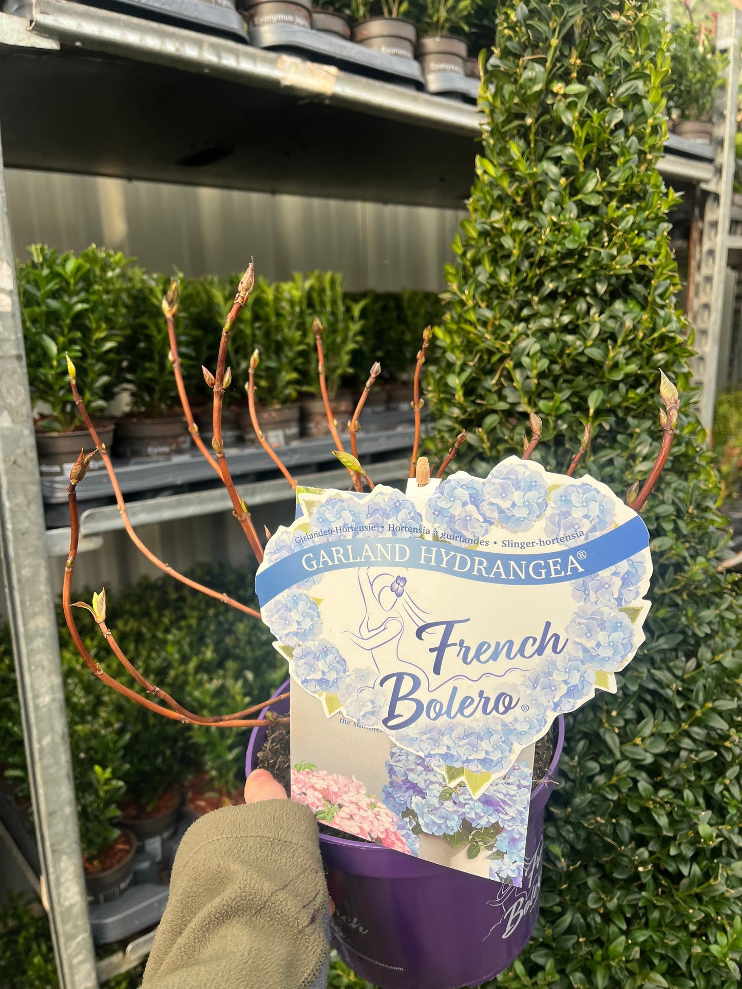 Hydrangea 'French Bolero' Blue 3L