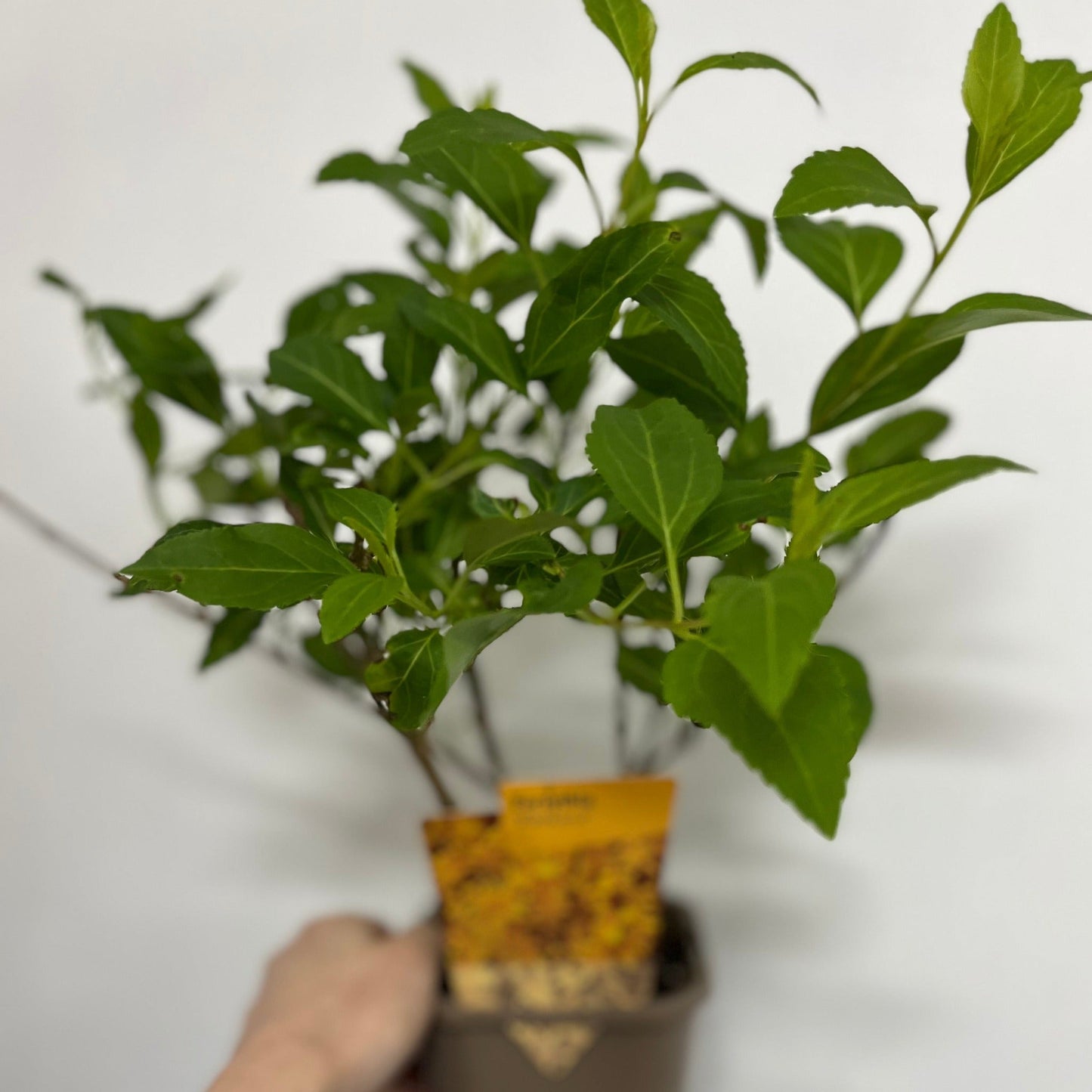 Forsythia x intermedia 'Weekend' 1L