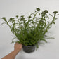 Achillea Terracotta 9cm