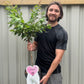 Ornamental Flowering Cherry Blossom Dwarf Tree -  Nipponica  ‘Brilliant' (2 Sizes Available)