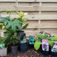 Our Hand Picked Selection of Shade Tolerant Plants