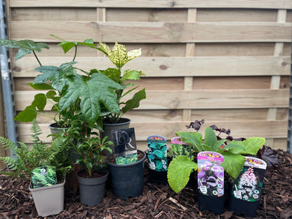 Our Hand Picked Selection of Shade Tolerant Plants