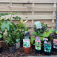 Our Hand Picked Selection of Shade Tolerant Plants