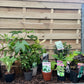 Our Hand Picked Selection of Shade Tolerant Plants