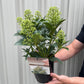 Skimmia japonica 'Fragrant Cloud' 9cm/2L/5L