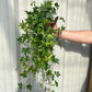 Hedera Helix - Trailing Ivy 1.5L