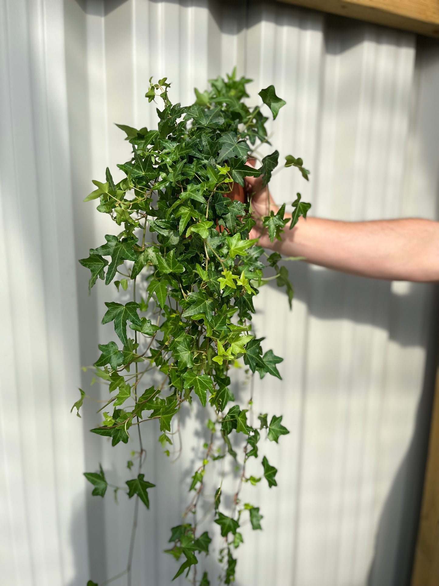 Hedera Helix - Trailing Ivy 1.5L