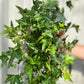 Hedera Helix - Trailing Ivy 1.5L