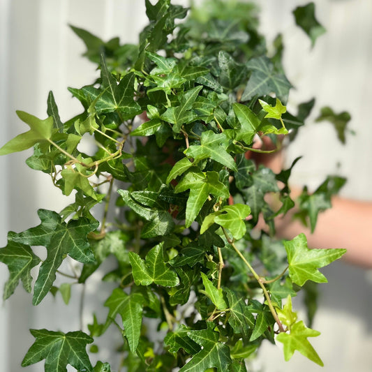 Hedera Helix - Trailing Ivy 1.5L