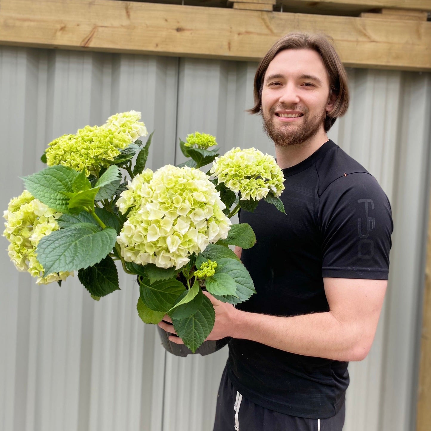 Hydrangea macrophylla 'White Ball' 9cm-10L