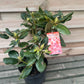 Rhododendron 'Tortoischell Orange' 5L