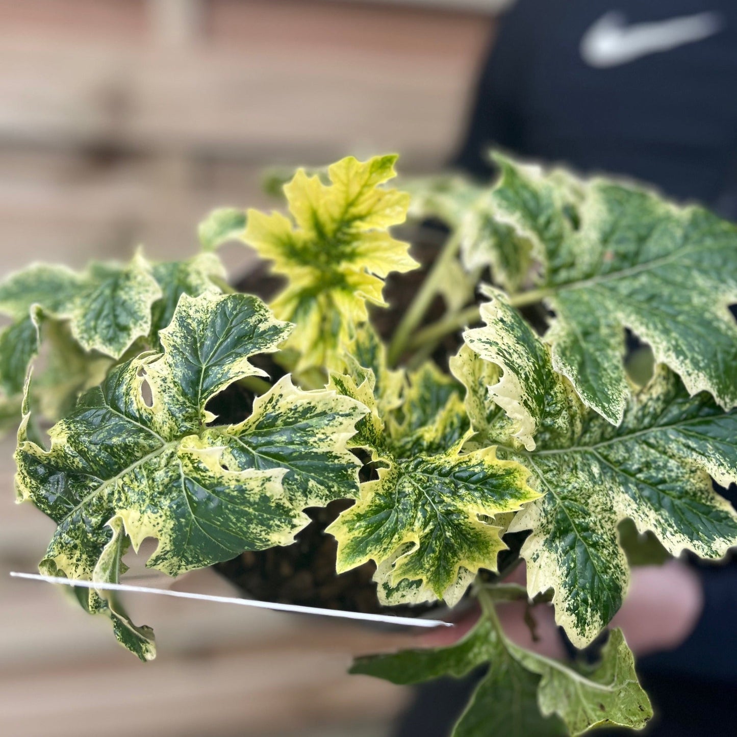 Acanthus mollis 'White Water' 2L
