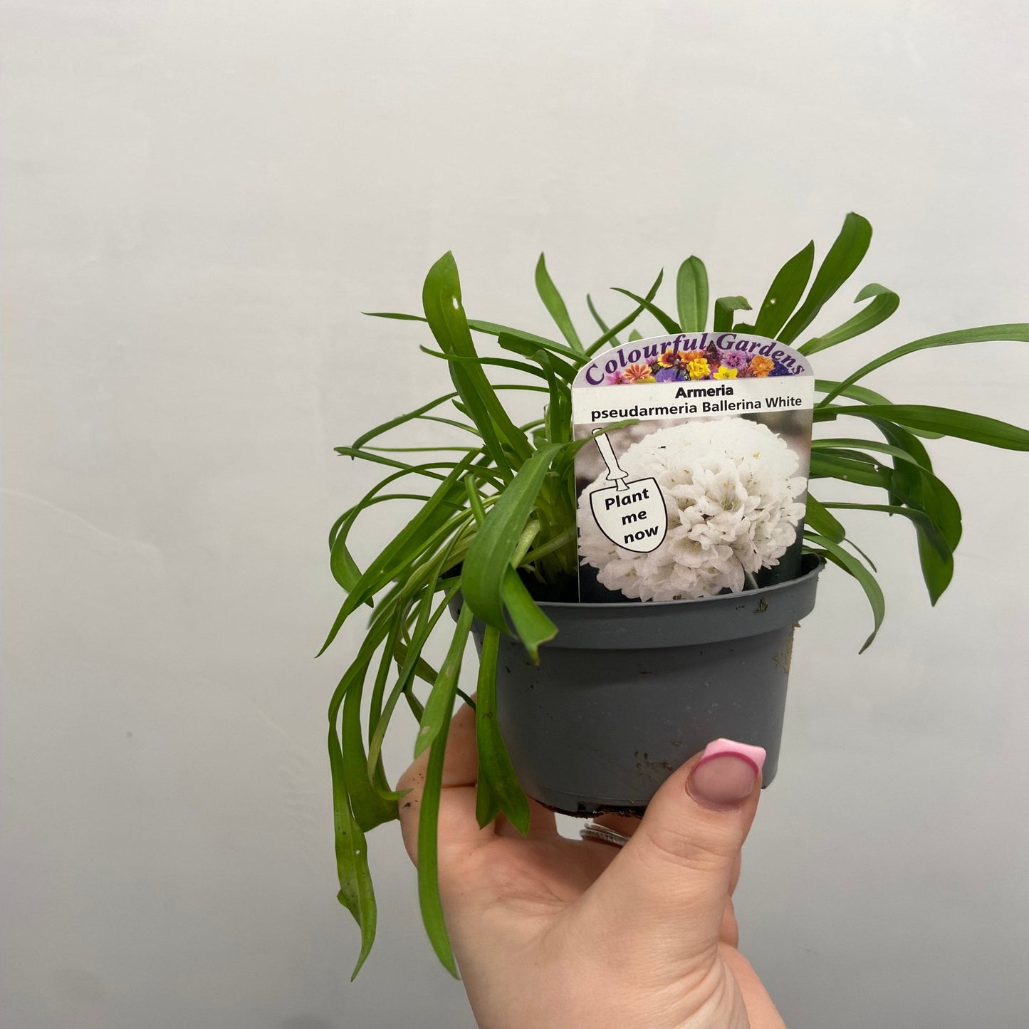 Armeria pseudarmeria White 9cm / 3L